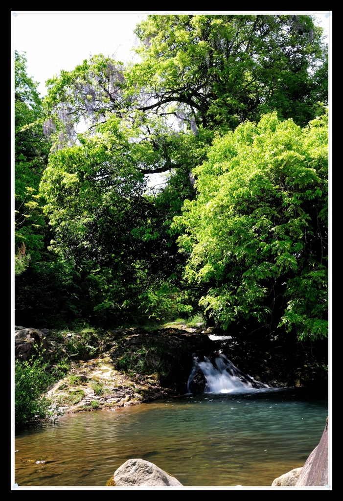 仁保の一貫野の藤