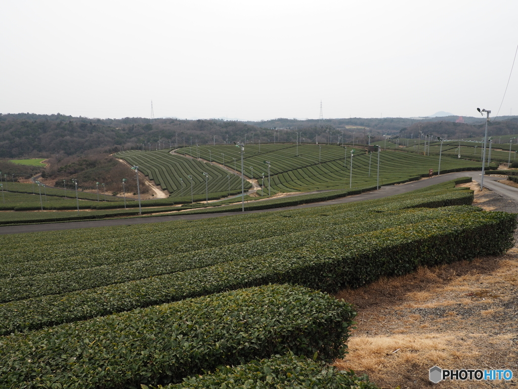 小野茶園