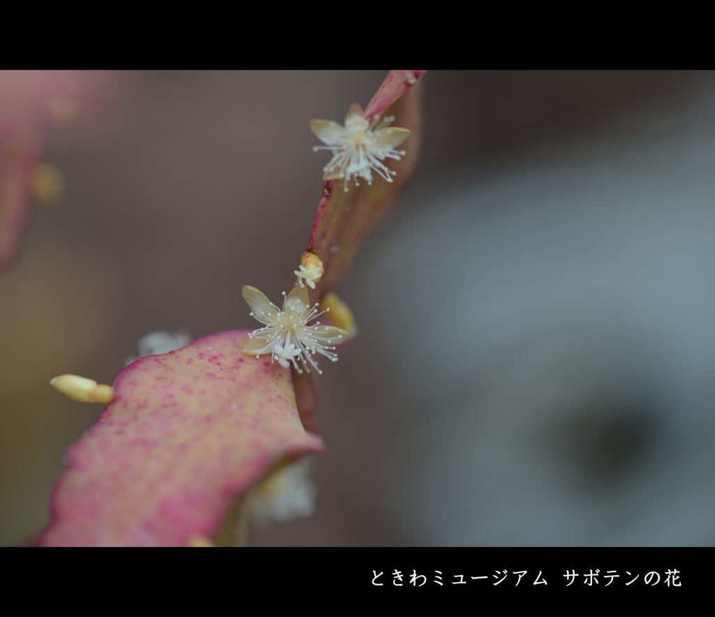 サボテンの花
