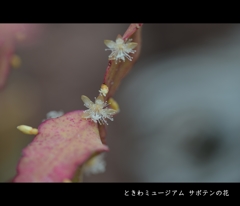 サボテンの花
