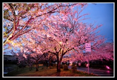 常盤公園夜桜
