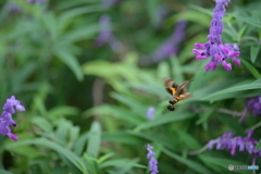 常盤公園花壇にて