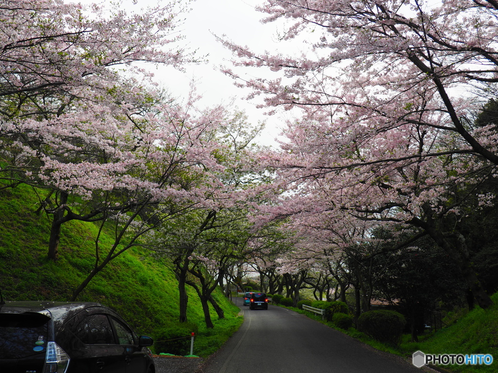 山陽小野田市竜王山も満開