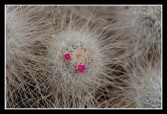 サボテンの花