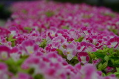 今朝の常盤公園