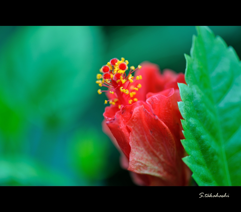 ハイビスカスのつぼみ