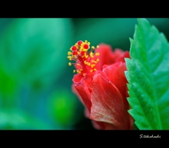 ハイビスカスのつぼみ