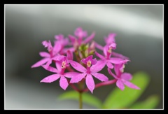 常盤公園に咲く花