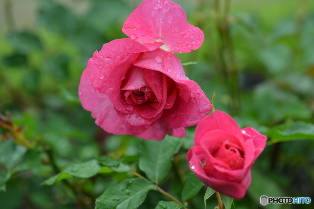 雨上がりの常盤公園に咲く花