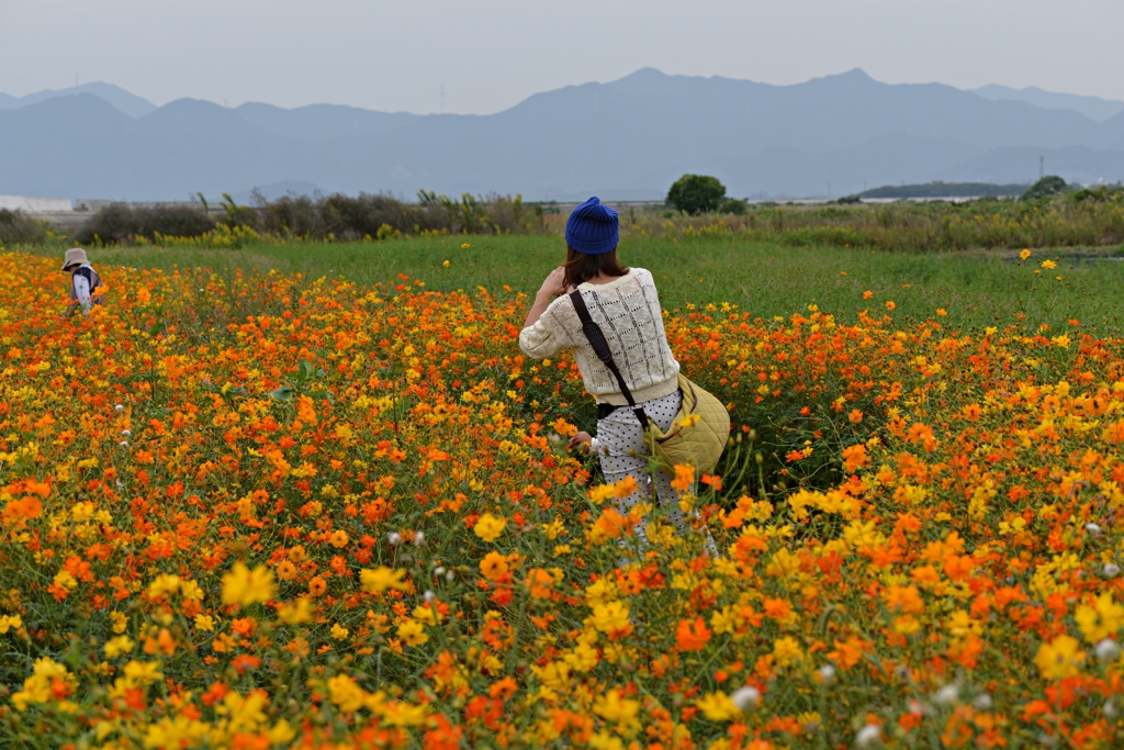 花の海 コスモス畑