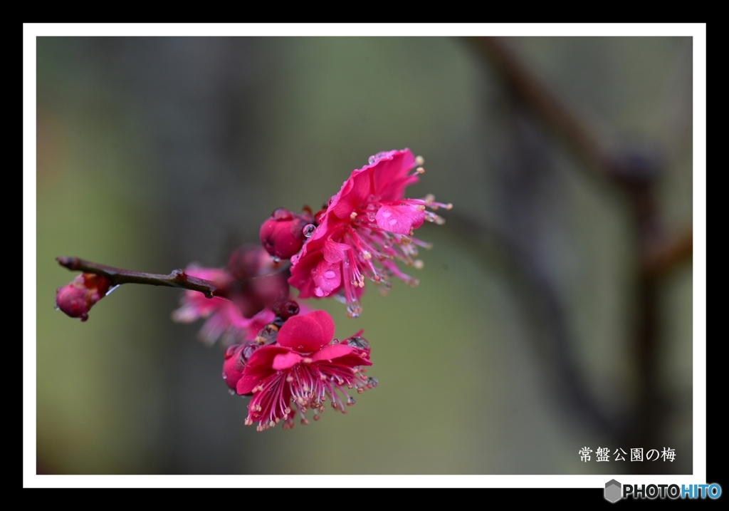 雨と梅の花