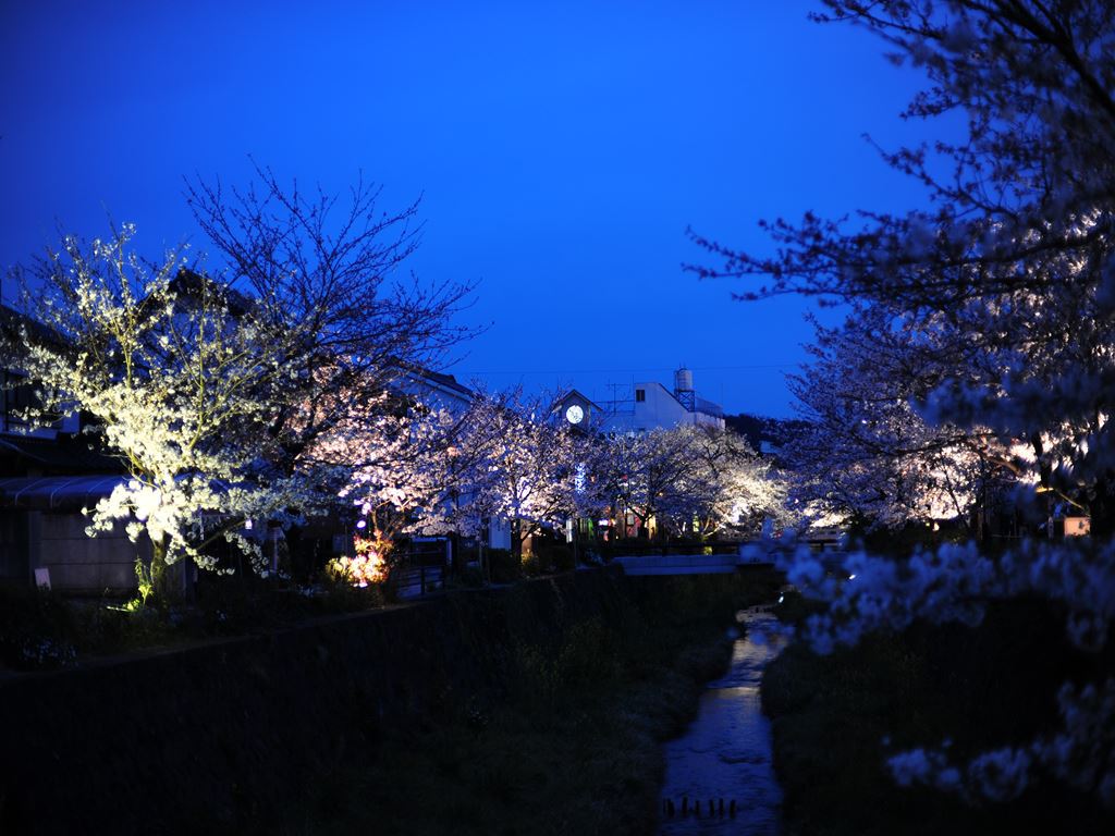 一の坂夜桜