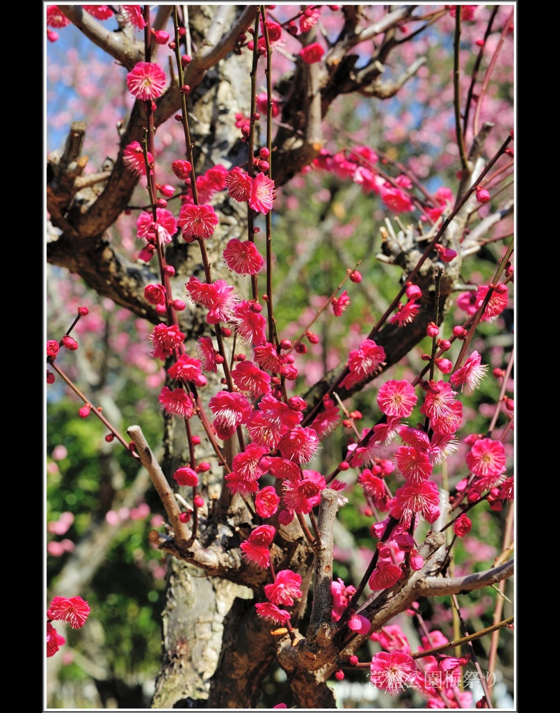 常盤公園梅