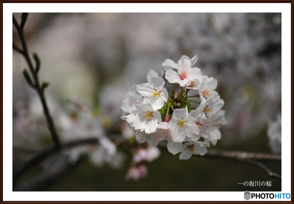 山口市一の坂川の桜