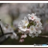 山口市一の坂川の桜