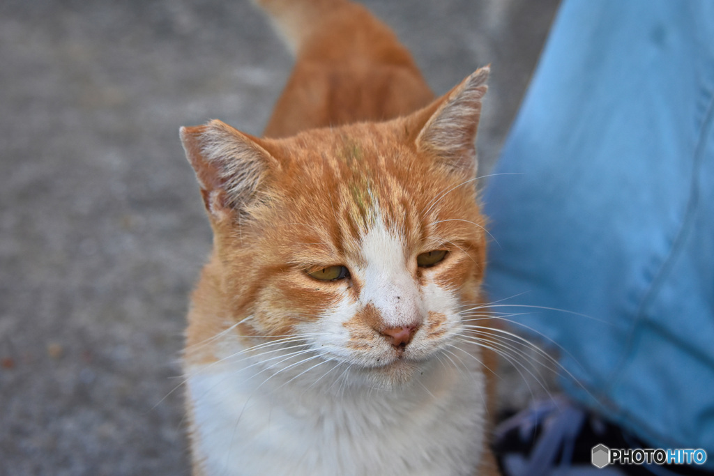 愛媛県青島の猫ちゃん