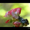 自宅の鉢に咲く花