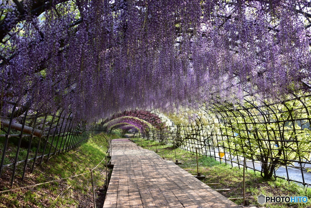 河内藤園2019年