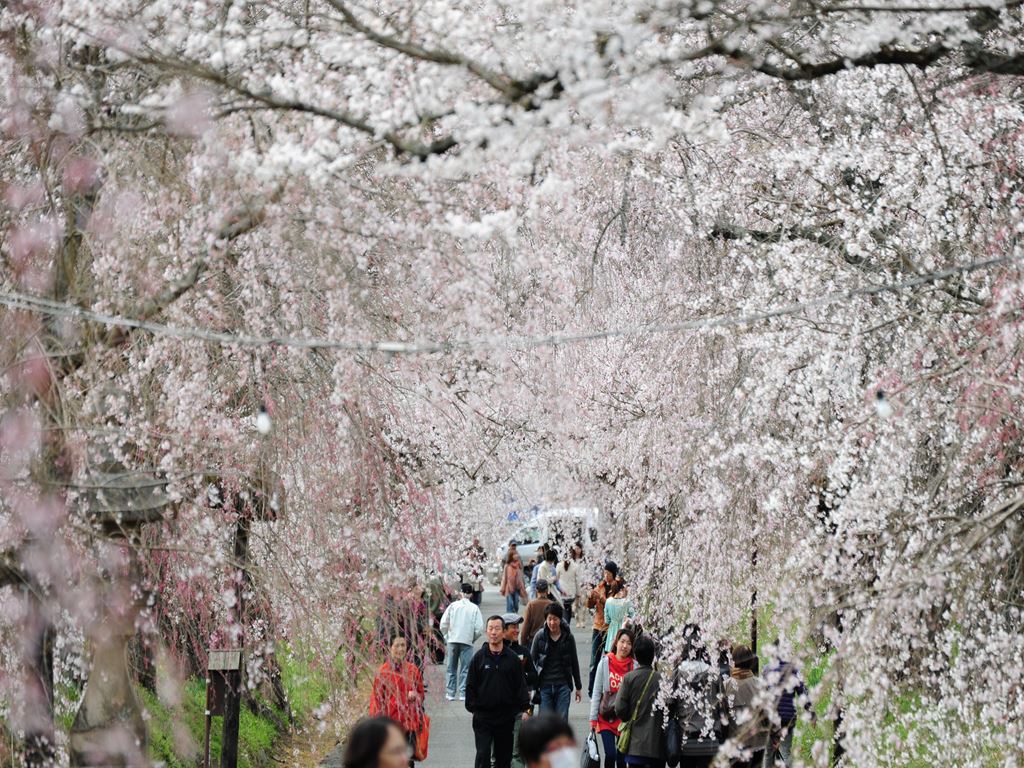 しだれ桜