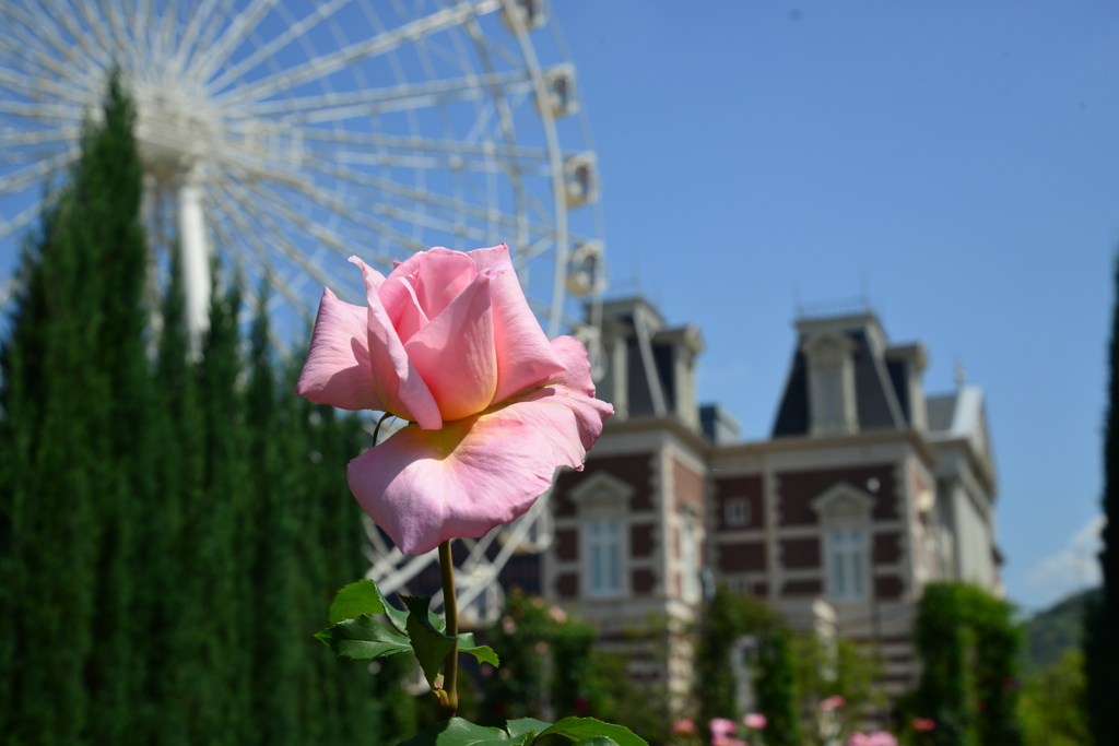ハウステンボスのバラ園