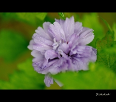 ときわミュージアムの外に咲いていた花