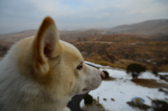 秋吉台を見つめる愛犬