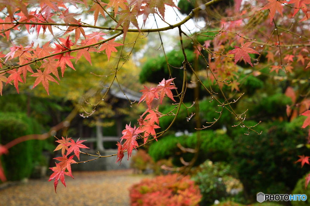 蓮光寺の紅葉