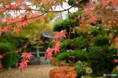 蓮光寺の紅葉