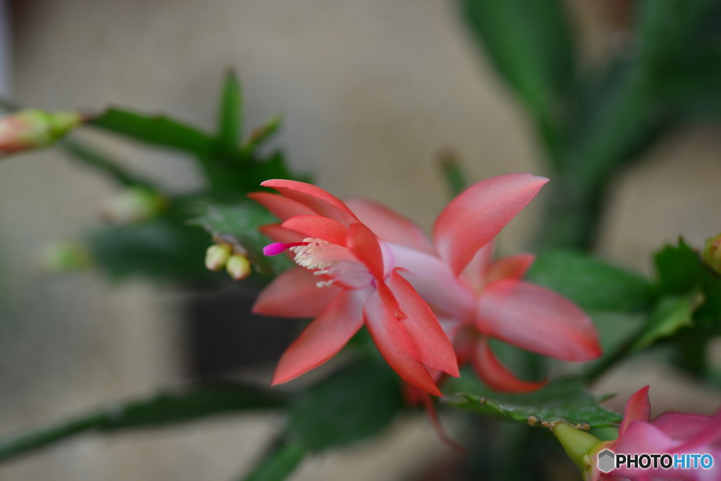 サボテンの花