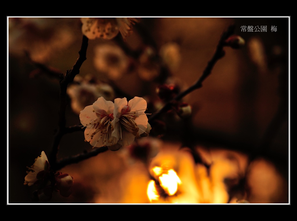 常盤公園に咲く梅