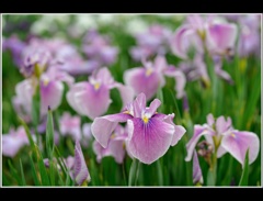 常盤公園 菖蒲