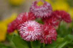 常盤公園に咲く花