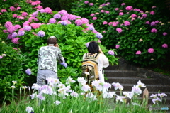 紫陽花とカメラ撮影するカップル