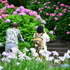 紫陽花とカメラ撮影するカップル