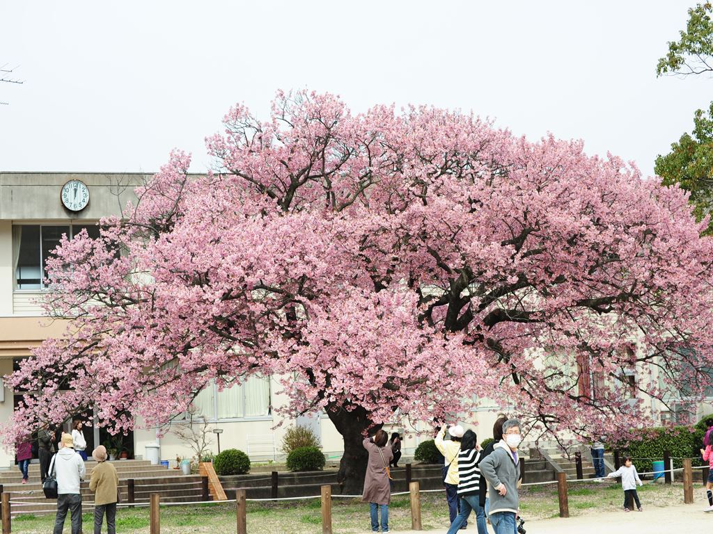 山口県防府の寒桜