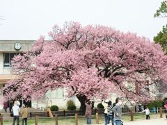 山口県防府の寒桜