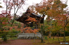 京都旅行最終日 金閣寺