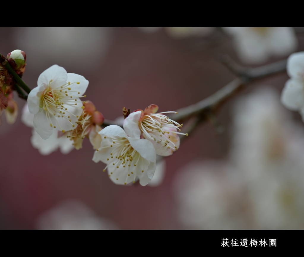 梅園