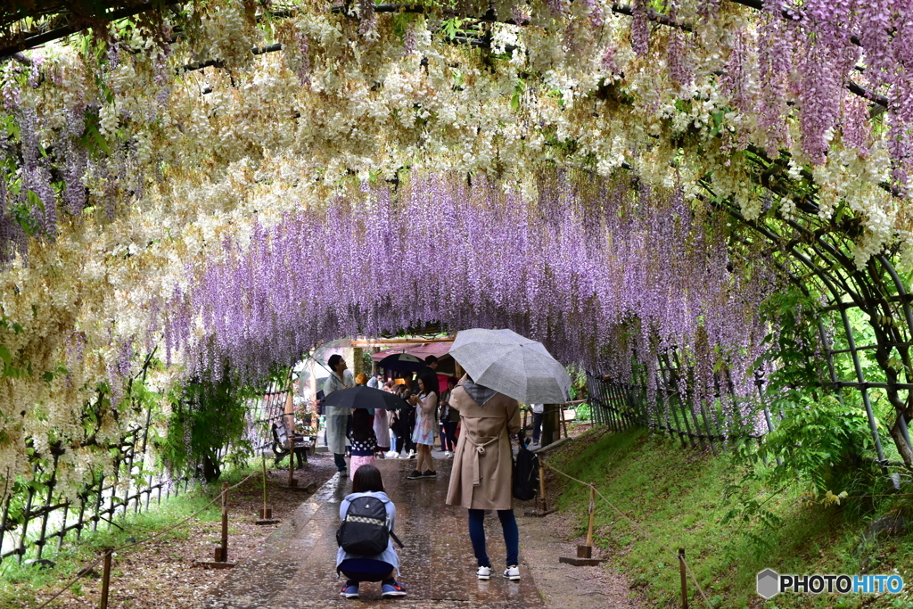 藤のトンネル