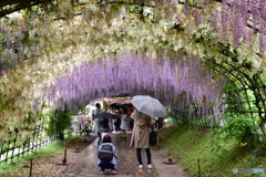 藤のトンネル