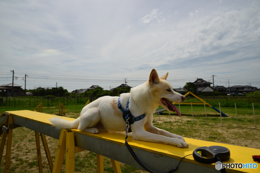 下関王司のドックラン