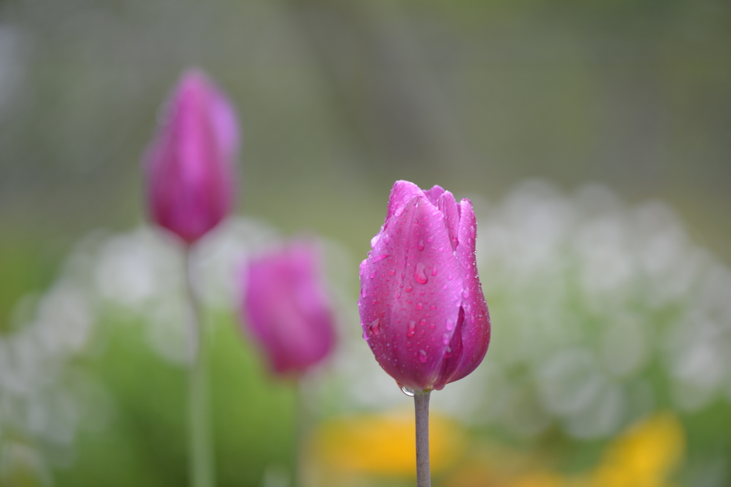 今朝の常盤公園に咲く花