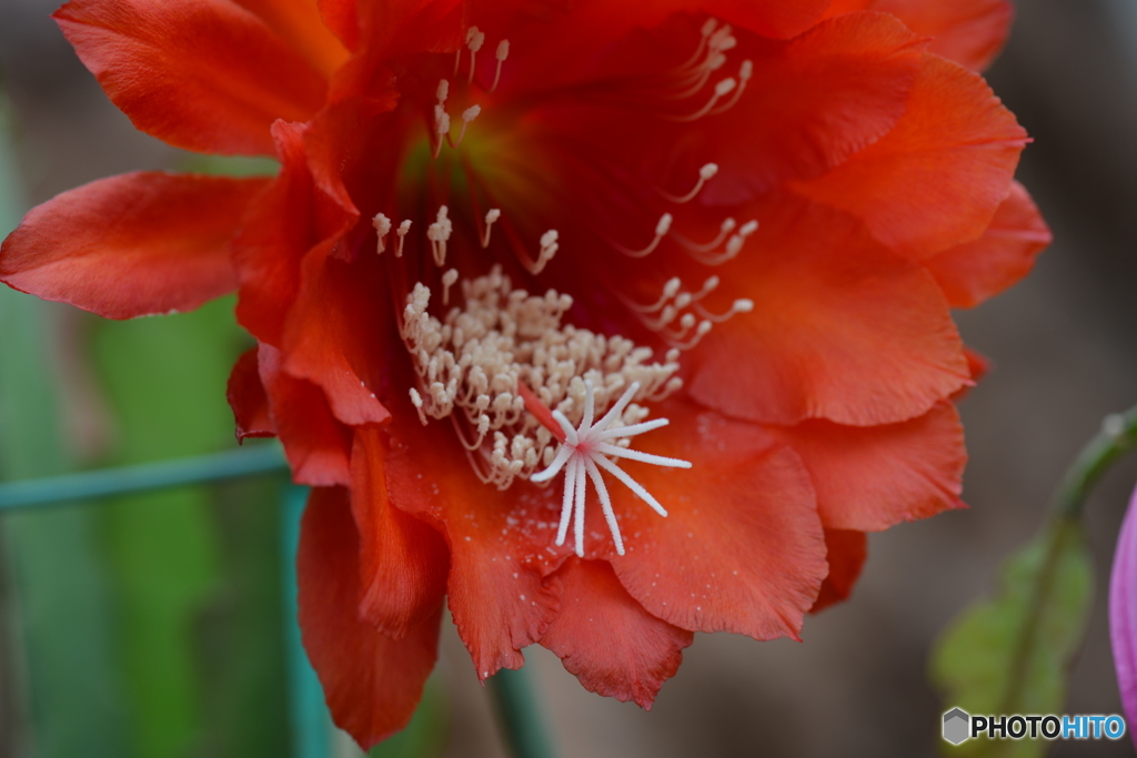 サボテンの花