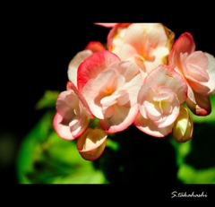 自宅に咲く花1