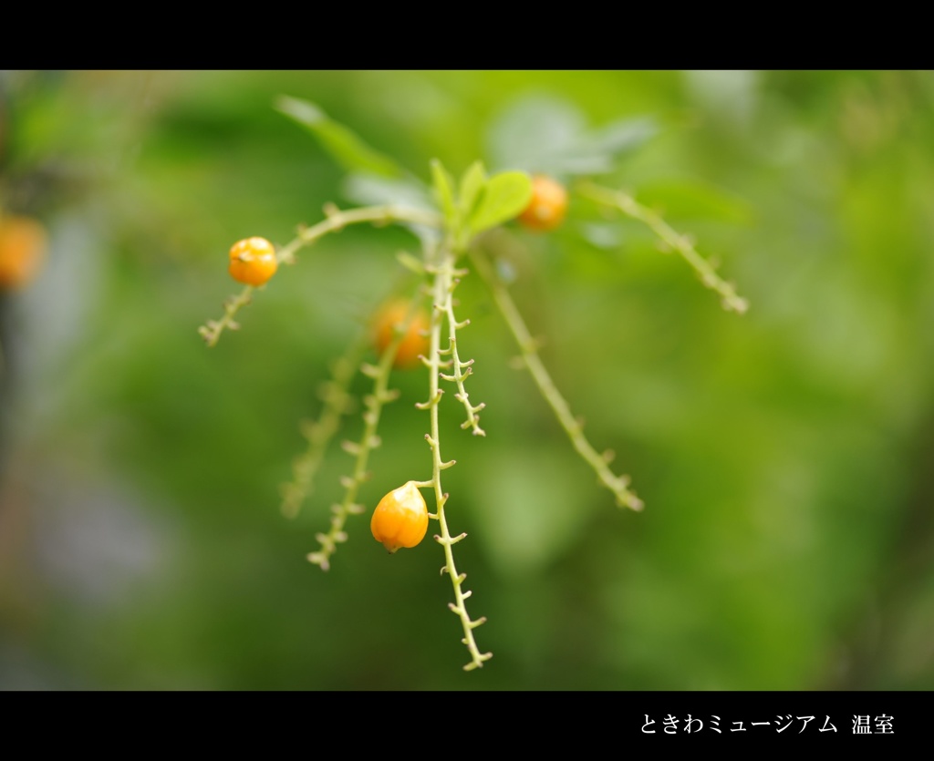 ときわミュージアム 温室