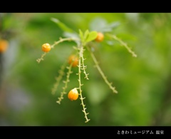 ときわミュージアム 温室