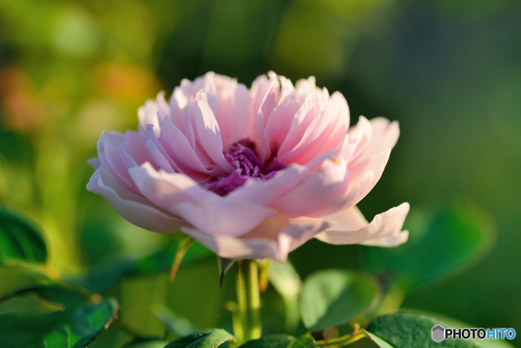 江汐公園のばら