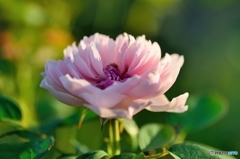 江汐公園のばら