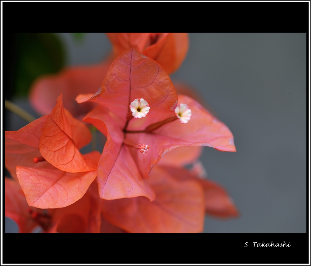 DSE_0100.tokiwakouenn.onnsitu.1