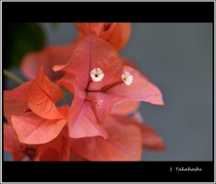 DSE_0100.tokiwakouenn.onnsitu.1